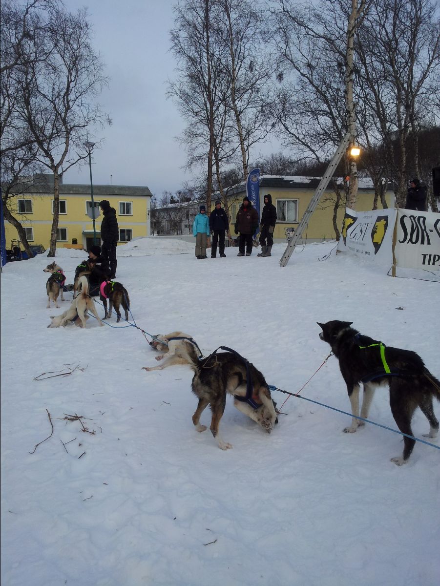 Dog Race11